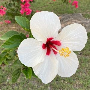 Meet your Posher, Ritz